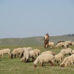 Shepherd-prepares-table-for-sheep